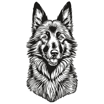 Belgian Sheepdog dog head line drawing vector,hand drawn illustration with transparent background