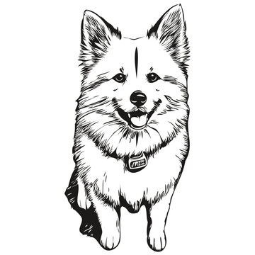 American Eskimo dog face vector portrait, funny outline pet illustration white background