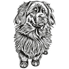 Newfoundland dog t shirt print black and white, cute funny outline drawing vector