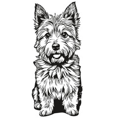 Norwich Terrier dog silhouette pet character, clip art vector pets drawing black and white realistic breed pet