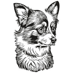 Papillon dog dog vector graphics, hand drawn pencil animal line illustration sketch drawing