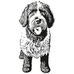 Portuguese Water dog face vector portrait, funny outline pet illustration white background sketch drawing