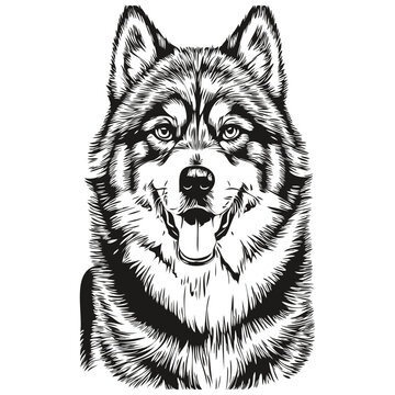 Malamute dog line illustration, black and white ink sketch face portrait in vector realistic breed pet