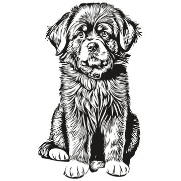 recommend clip art: Newfoundland dog breed line drawing, clip art animal hand drawing vector black and white