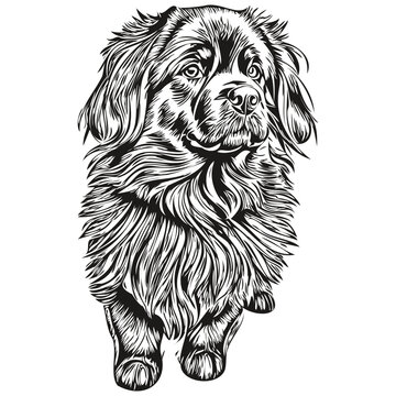 recommend clip art: Newfoundland dog t shirt print black and white, cute funny outline drawing vector