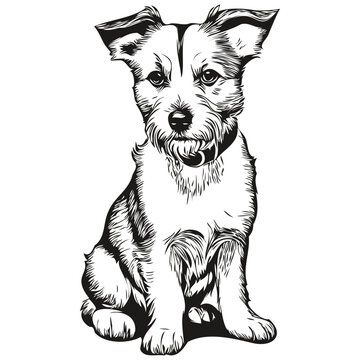 Russell Terrier dog engraved vector portrait, face cartoon vintage drawing in black and white
