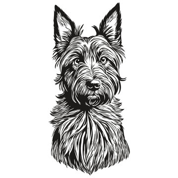 recommend clip art: Scottish Terrier dog line illustration, black and white ink sketch face portrait in vector