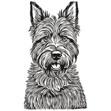 recommend clip art: Scottish Terrier dog vector graphics, hand drawn pencil animal line illustration realistic breed pet