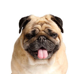 Portrait of a purebred cute pug with his tongue hanging out on a white background.