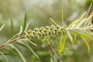 Macro close-up of the branch and bud of a Melaleuca recurva plant