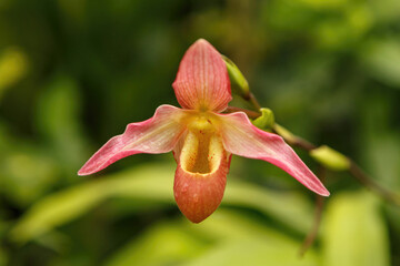 Macro close-up of orchid Cypripedium phragmipedium baronesse hybrid flower in bloom