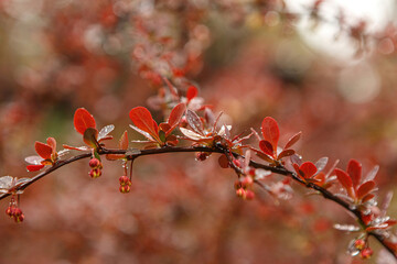 Macro close-up of a branch of a Berberis thunberaii atropurpurea plant, red barberry