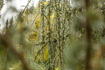 Macro close-up of the branches of a hanging blue cedar, Cedrus atlantica glauca pendula, at a rainy day