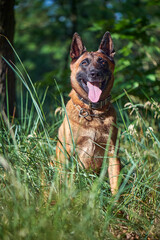Portrait of a Belgian Malinois Shepherd dog sitting on the grass