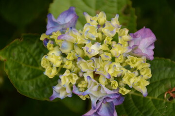 Yellow-violet hydrangea blooms in the garden