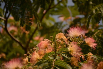 Mimosa - albizia yulibrissin, (Persian silk tree) close-up 