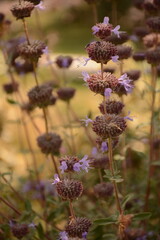 Purple flowers on the field in summer