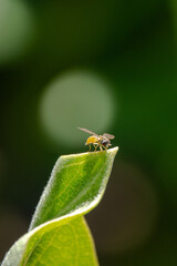 Fly on a Leaf