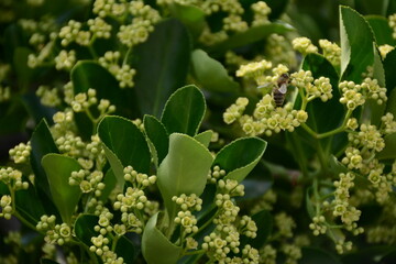 Pittosporum tobira blooms with small flowers. Broad-leaved evergreen shrub.