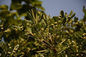 Olive tree (olea europeaea) with green fruits close up