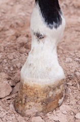 Mud fever, pastern dermatitis in lower limbs of horses leg - obrazy, fototapety, plakaty