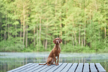 dog on a wooden bridge at the lake. Pet for a walk. hungarian vizsla in nature