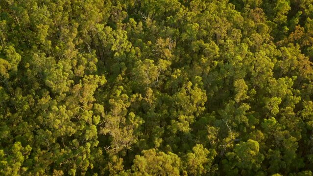 Nanga Brook in Lane Pool Reserve in Western Australia, forest reserve with stands of jarrah, wandoo, marri and blackbutt, campsites are Baden Powell, Nanga Mill, Stringers and Charlie's Flat.