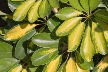 Schefflera arboricola variegata leaves close up with sunlight