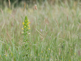 yellow glandweed plnat blooming on a meadow parentelia viscosa