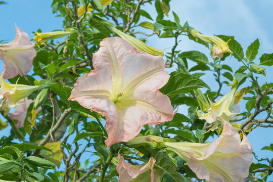 angels tears plant brugmansia suaveolens flower close up outdoor