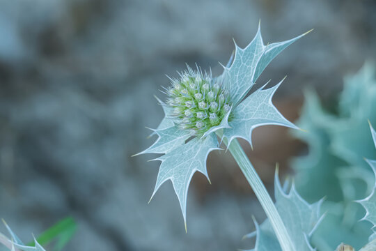 Sea holly flower in bloom eryngium maritimum plant close up