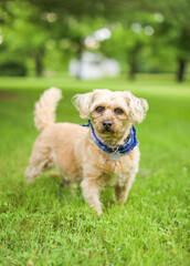 joyful dog basking in sunlight, symbolizing happiness and freedom in the great outdoors