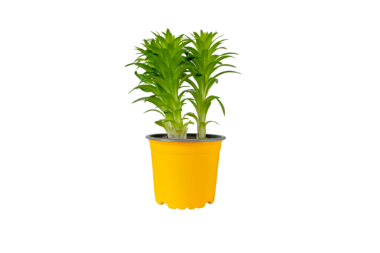 Lily plant in the pot isolated transparent png. Lilium asiatic hybrid in the container.