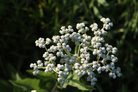 Wild quinine florets at Miami Woods in Morton Grove, Illinois