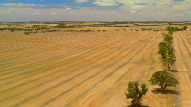 Wheatbelt in Western Australia, agriculture region, the source of two thirds of the state's wheat production, half of its wool production, aerial view of gold fields of wheat and blue sky.