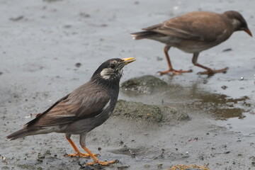 starling bird in a seashore