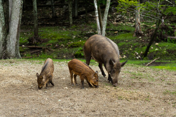 Wild boar sow and her two boarlets foraging for food on dirt road during a sunny summer morning