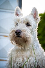 Scottish Terrier
