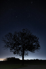 Fototapeta na wymiar Night tree