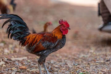 A close-up view of a large chicken, with blurred movements from food walking and often living together, some of them are used to make chicken sport, raising for beauty.