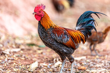 A close-up view of a large chicken, with blurred movements from food walking and often living together, some of them are used to make chicken sport, raising for beauty.