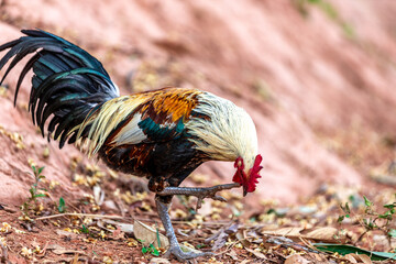 A close-up view of a large chicken, with blurred movements from food walking and often living together, some of them are used to make chicken sport, raising for beauty.