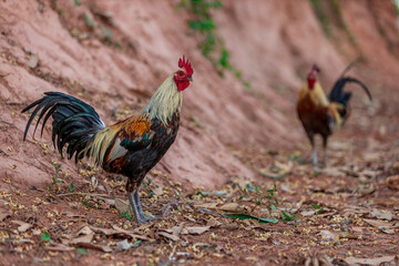 A close-up view of a large chicken, with blurred movements from food walking and often living together, some of them are used to make chicken sport, raising for beauty.