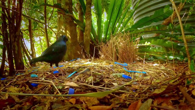 Male of Satin Bowerbird - Ptilonorhynchus violaceus a bowerbird endemic to eastern Australia, Australian bird black body and blue eyes building the bower with blue and white pieces.
