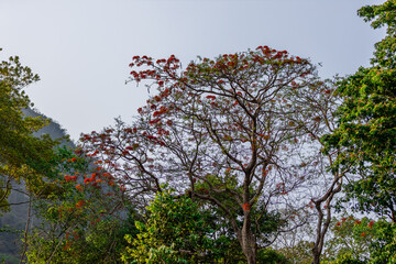 natural background of many species of plants that are laid out in the park, for the propagation of the species and to provide shade for those who stop by while traveling to study the ecology.