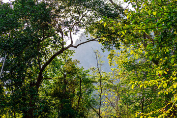 natural background of many species of plants that are laid out in the park, for the propagation of the species and to provide shade for those who stop by while traveling to study the ecology.