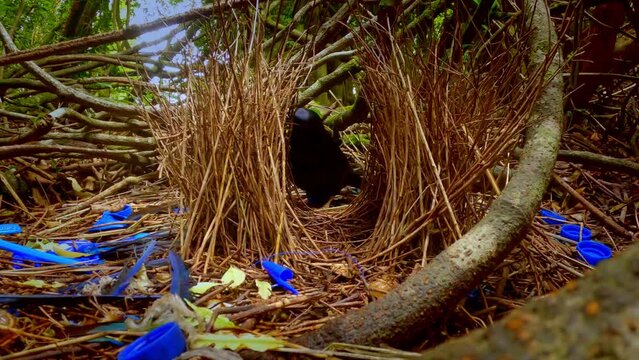 Male of Satin Bowerbird - Ptilonorhynchus violaceus a bowerbird endemic to eastern Australia, Australian bird black body and blue eyes building the bower with blue and white pieces.