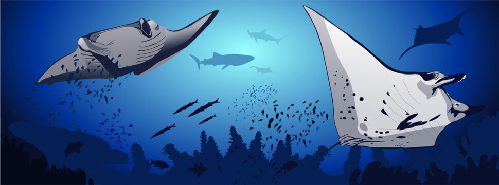 mantarraya, mar, acuario, arrecife, mundo marino, pescados, peces, azul