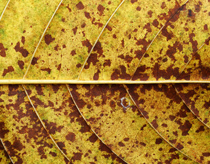 close up a autumn leaves texture