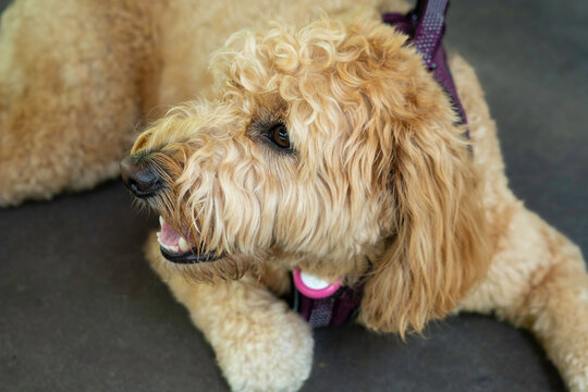 Golden doodle dog with AirTag 